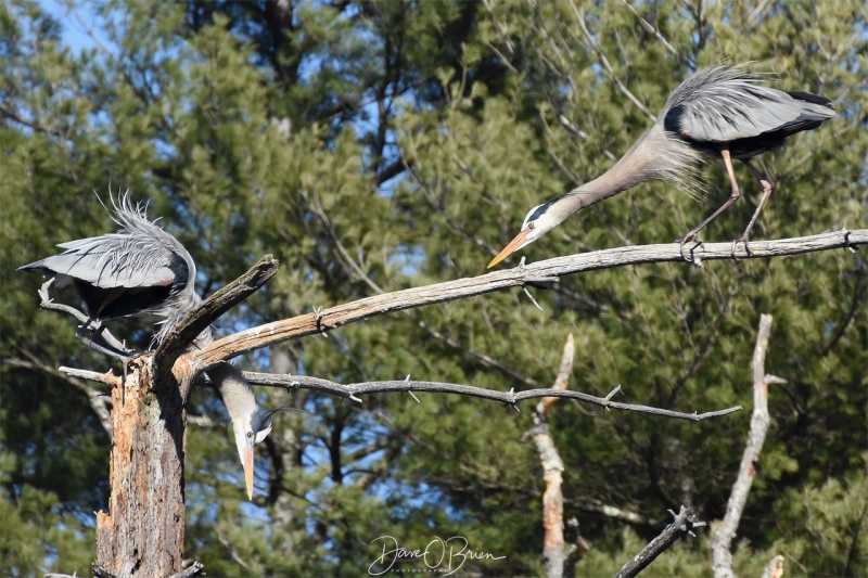 Great Blue Heron mating ritual 4/22/18
