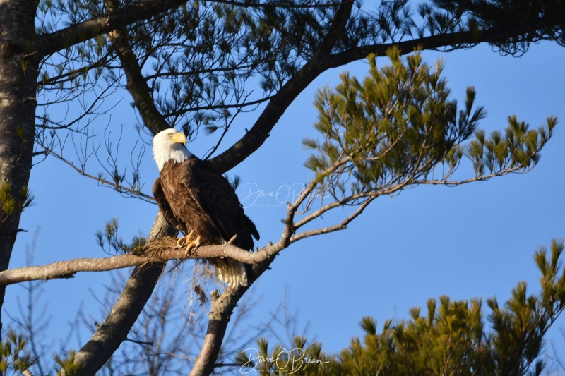 York Bald Eagle
3/5/2020
