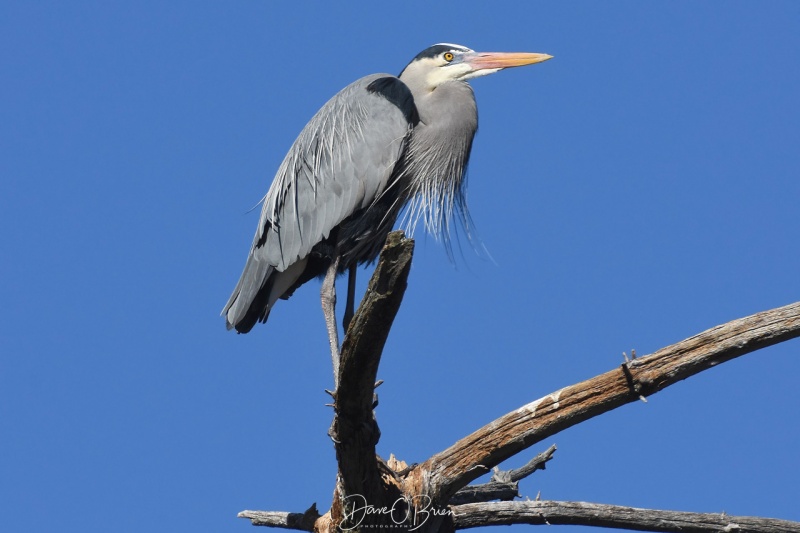 Great Blue Heron 4/22/18
