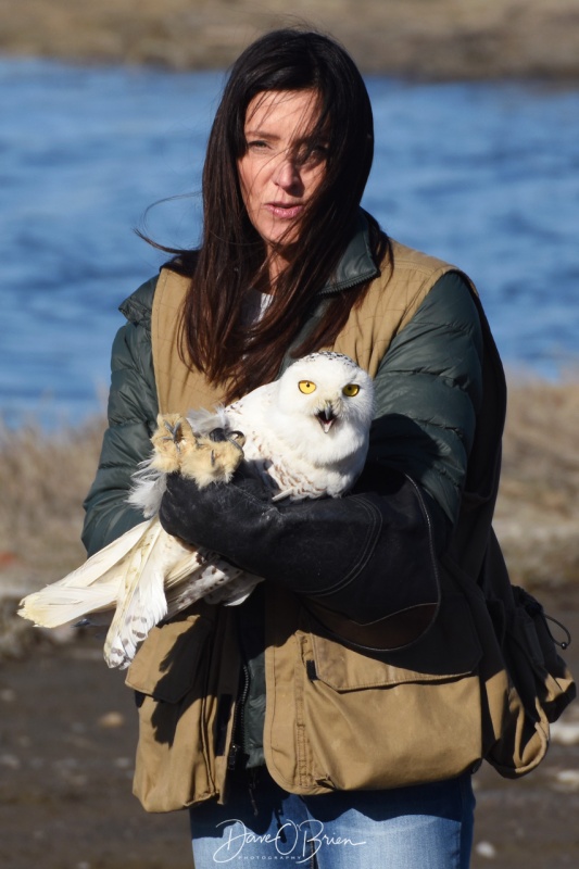 Hampton the Snowy Owl 4/22/18
Jane Kelly releases a Snowy owl named Hampton that she brought back to good health. 

