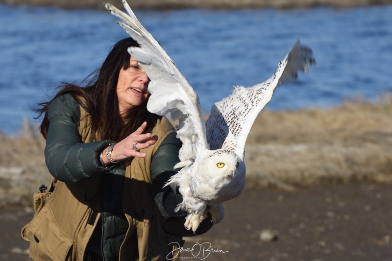 Hampton the Snowy Owl 4/22/18
Jane Kelly releases a Snowy owl named Hampton that she brought back to good health. 
