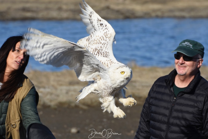 Hampton the Snowy Owl 4/22/18
Jane Kelly releases a Snowy owl named Hampton that she brought back to good health. 
