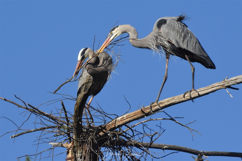 a pair of Blue Herons help build their nest 4/23/18
