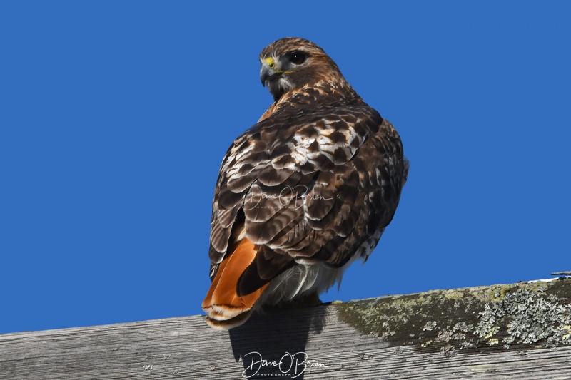 Red Tail Hawk
Exeter, NH
12/17/19
