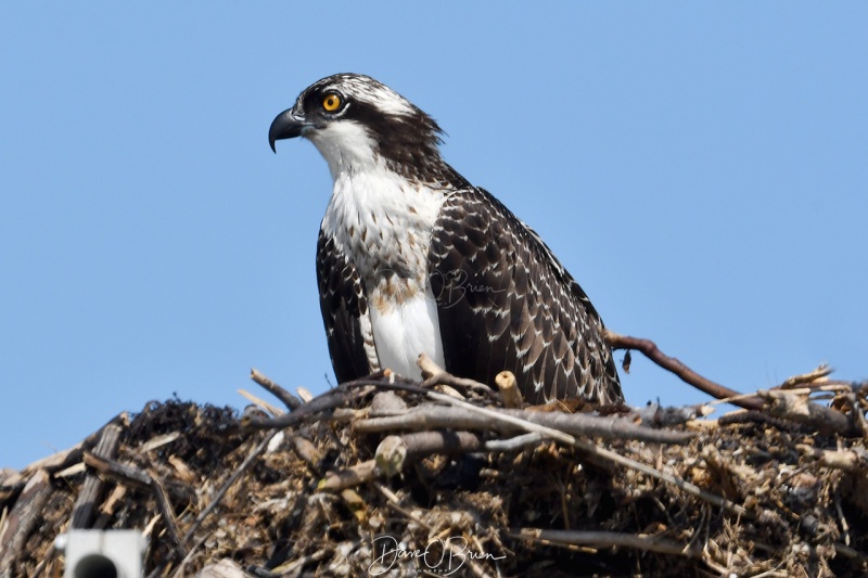 Watching another Osprey while the mate chases it away
Cape Cod, MA
8/23/2020
