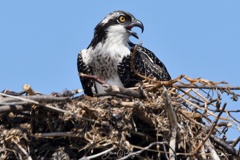 Osprey keeping an eye around his nest
Cape Cod, MA
8/23/2020
