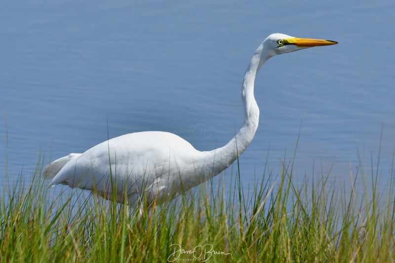 Great Egret stalks the salt marsh
Cape Cod, MA
8/23/2020
