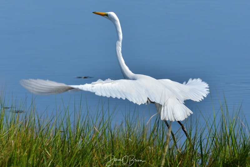 Great Egret takes off after spotting me
Cape Cod, MA
8/23/2020
