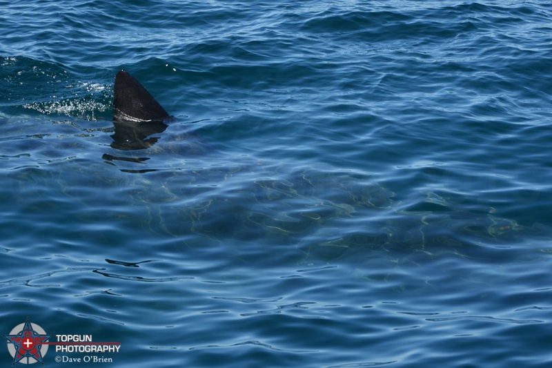 Basking Shark
