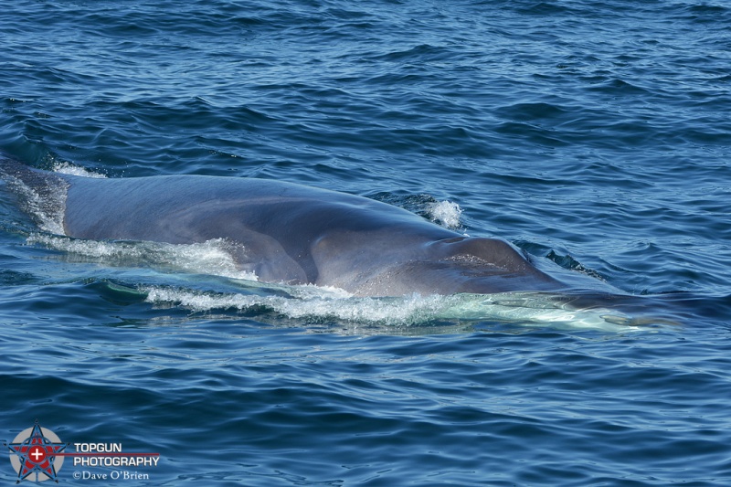 Grey Whale
