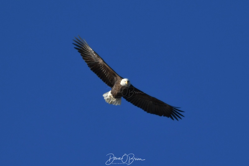 Bald Eagle
Salisbury, MA
12/20/19
