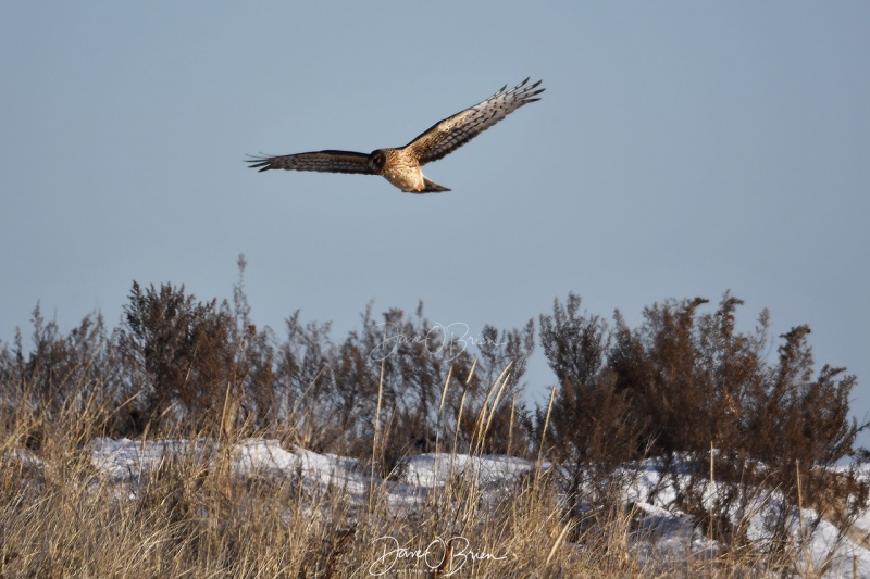 Northern Harrier
Plum Island
12/20/19
