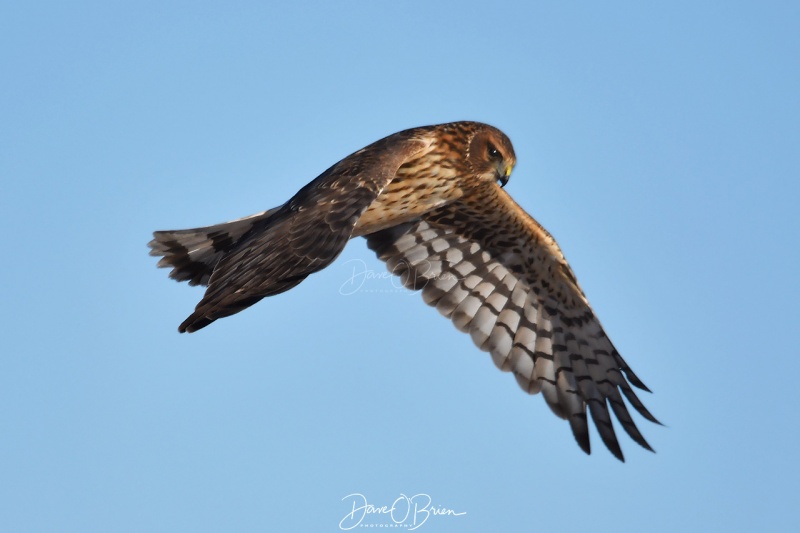 Northern Harrier
Plum Island
12/20/19
