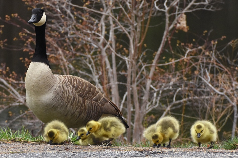 Baby Canada Geese 4/27/18
