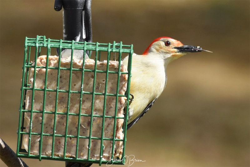 Male Red-bellied Woodpecker 4/28/18Red-bellied
