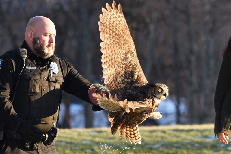 Great Horned Owl release
Jane Kelly releases a rehabilitated owl that was hit by a car in Greenland NH
12/23/19
