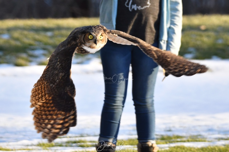 Great Horned Owl release
Jane Kelly releases a rehabilitated owl that was hit by a car in Greenland NH
12/23/19
