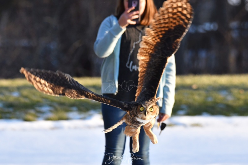 Great Horned Owl release
Jane Kelly releases a rehabilitated owl that was hit by a car in Greenland NH
12/23/19
