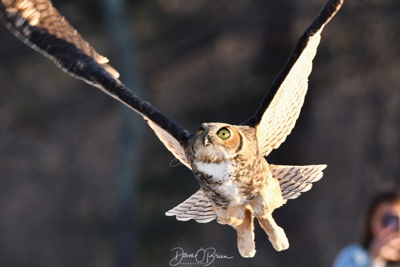 Great Horned Owl release
Jane Kelly releases a rehabilitated owl that was hit by a car in Greenland NH
12/23/19
