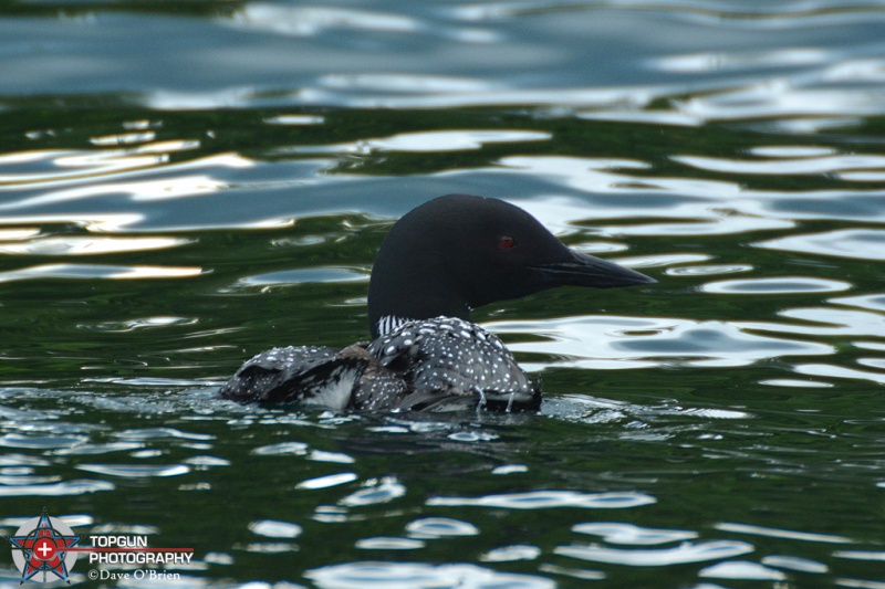 Common Loon
Squam Lake
