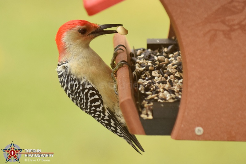 Red-bellied Wood Pecker
