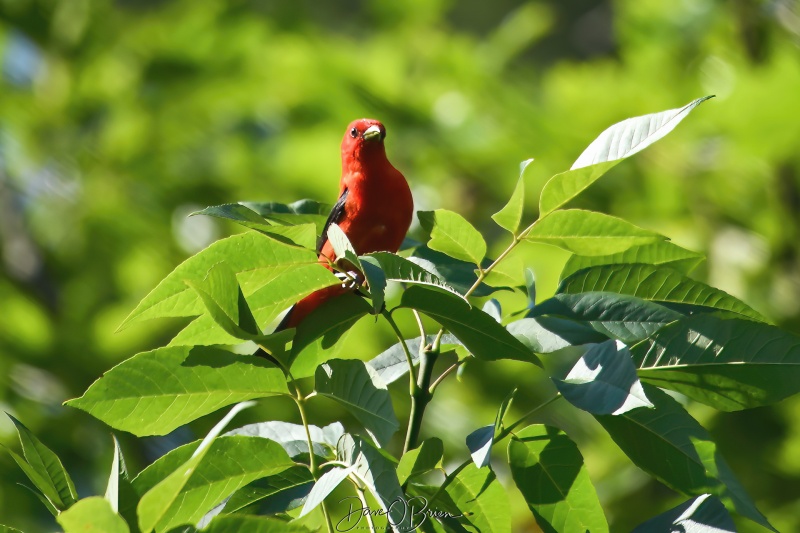 Scarlett Tanager
Found a bucket list bird out in the wild
6/26/22
