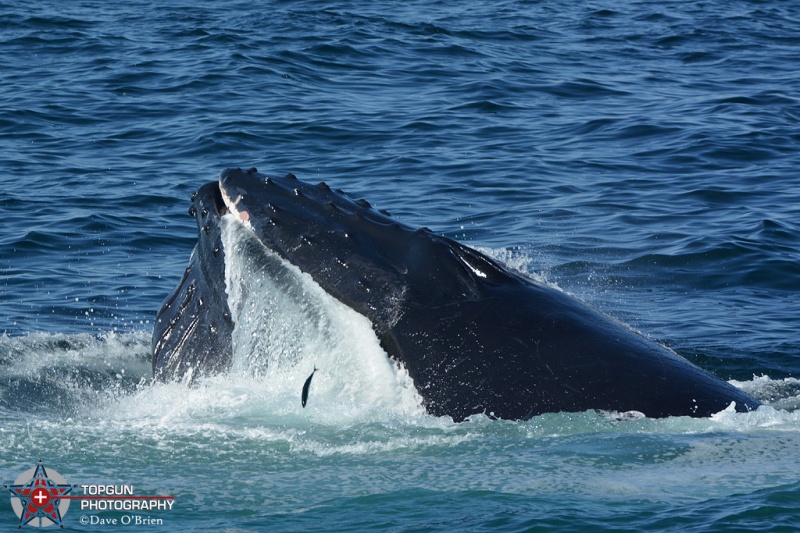 Humpback feeding
