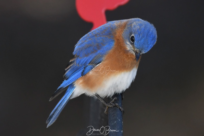 Male Bluebird
3/18/2020
