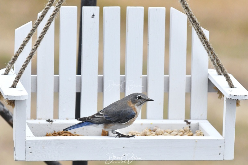 Female Bluebird
3/20/2020
