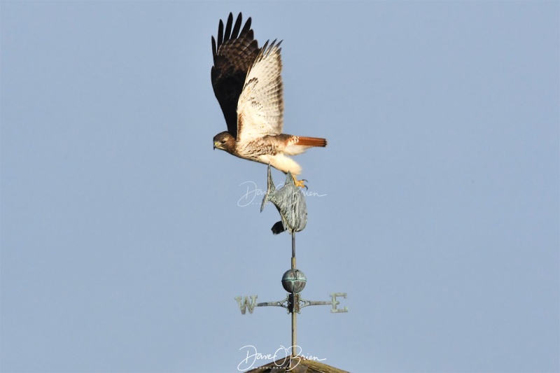 Red Tail Hawk
Deer Isle Marsh
12/26/19
