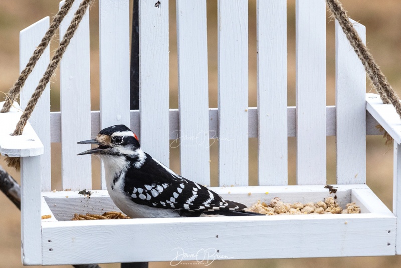 Hairy Woodpecker
3/20/2020
