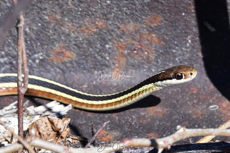 Ribbon Snake
This Ribbon snake takes advantage to a very warm spring day.
3/21/2020
