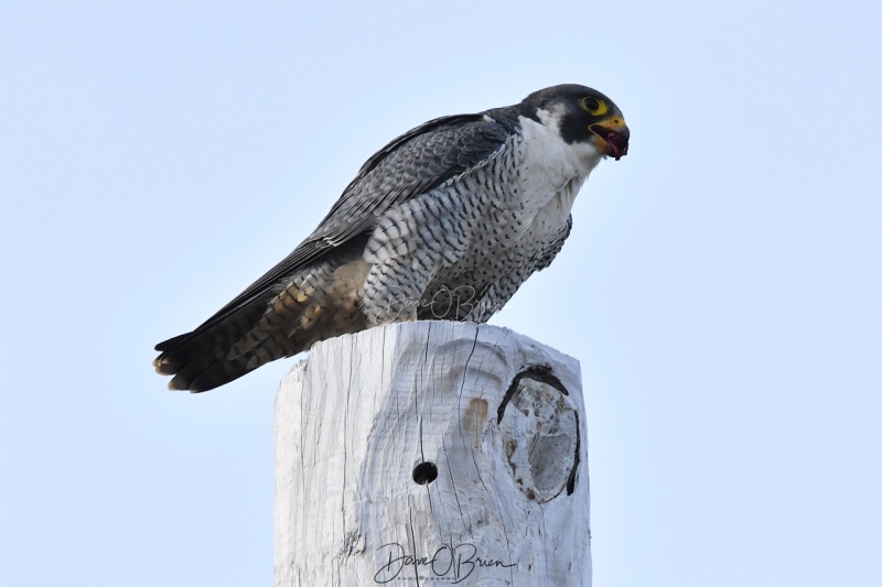 Peregrine Falcon with dinner
Newburyport, MA
12/31/19
