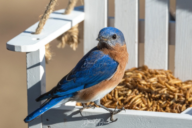 Eastern Male Bluebird
3/22/2020
