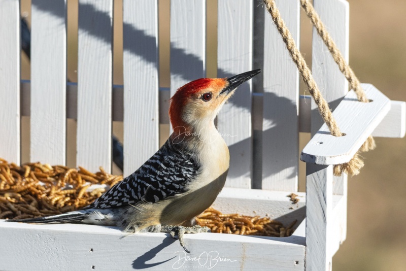 Red-Bellied Woodpecker Male
3/22/2020
