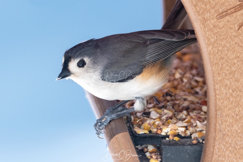 tufted titmouse
3/24/2020
Keywords: titmouse