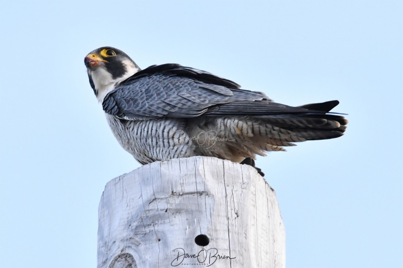 Peregrine Falcon with dinner
Newburyport, MA
12/31/19
