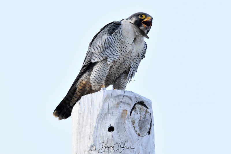 Peregrine Falcon with dinner
Newburyport, MA
12/31/19
