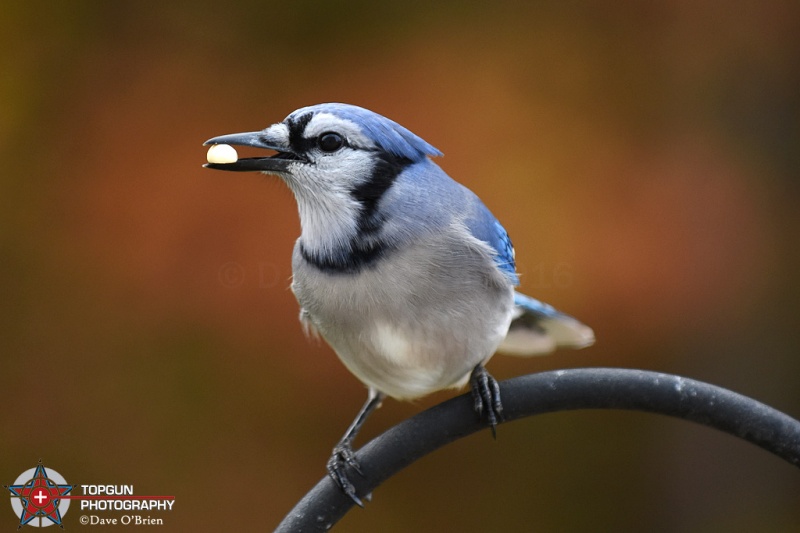 Bluejay
