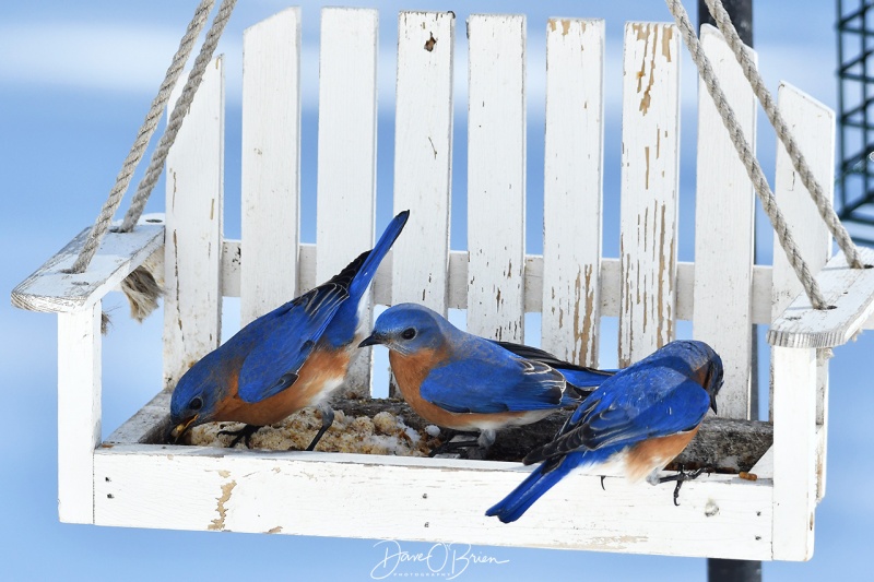 Male Bluebirds eating mealworms
2/17/21
Keywords: backyard birding, new england, wildlife