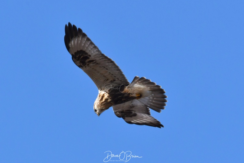 Young Hawk soaring on the hunt
Plum Island
1/2/2020
