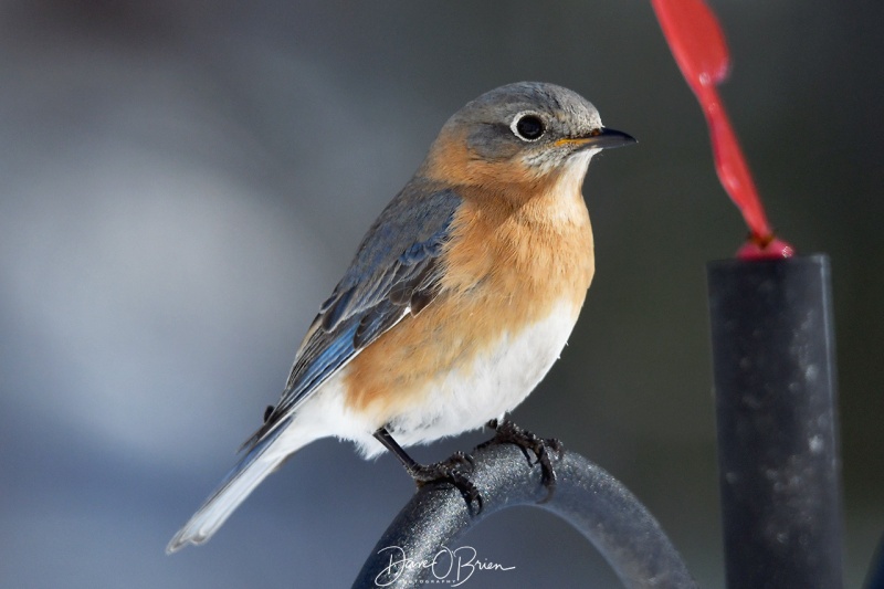 Female Eastern Bluebird
2/17/21
Keywords: backyard birding, new england, wildlife