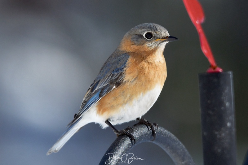 Female Eastern Bluebird
2/17/21
Keywords: backyard birding, new england, wildlife