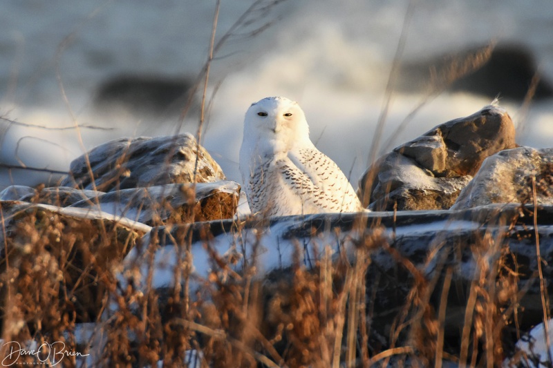 Snowy Owl on the NH coast 12/24/17
