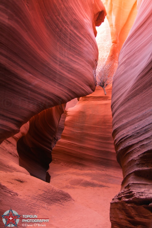 Rattlesnake Canyon
Page AZ
4-27-15
