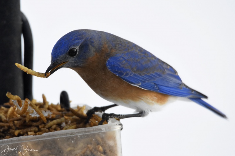 Male Bluebird 12/24/17
