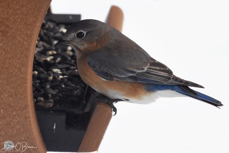Female Bluebird 12/24/17
