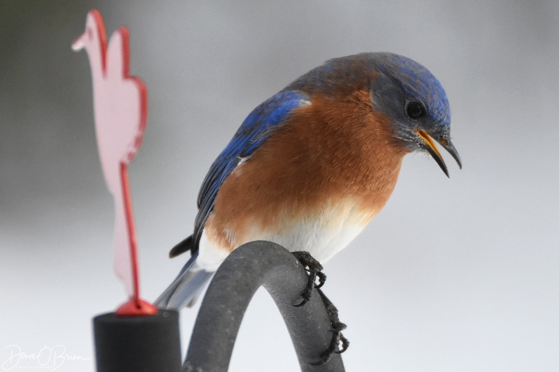 Keywords: Male Bluebird 12/24/17