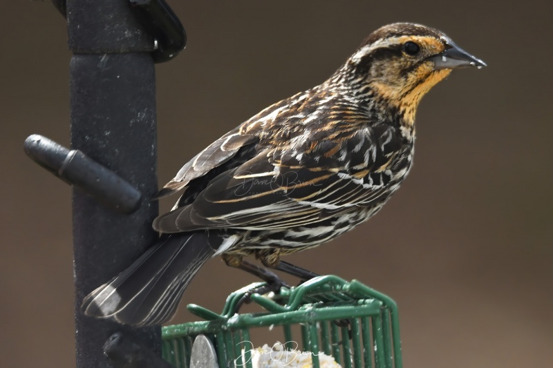 Female Redwinged Blackbird
4/16/2020
