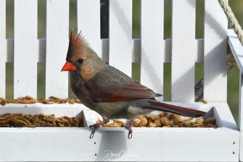Female Northern Cardinal
4/29/2020
